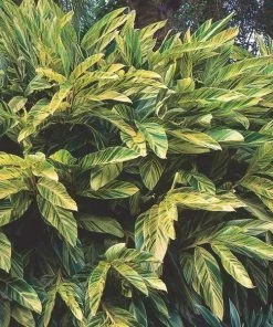 Garden Goods Direct Variegated Shell Ginger Plant