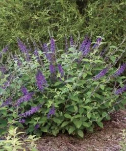 Garden Goods Direct Proven Winners® Color Choice® Lo & Behold 'Blue Chip Jr.' Butterfly Bush Shrubs