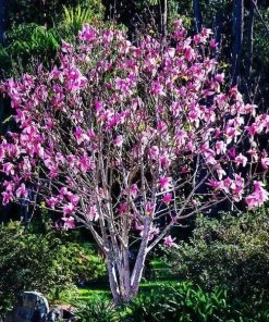 Garden Goods Direct Ann Magnolia