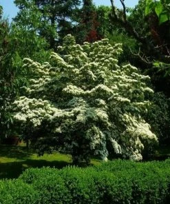 Garden Goods Direct White Kousa Dogwood