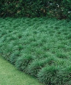 Garden Goods Direct Mondo Grass Perennials