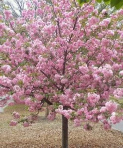 Garden Goods Direct Kwanzan Cherry Tree Trees