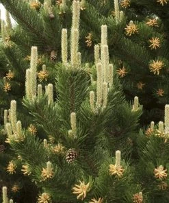 Garden Goods Direct Austrian Pine