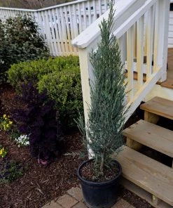 Garden Goods Direct Skyrocket Juniper
