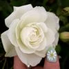 Garden Goods Direct Shrubs Iceberg Rose