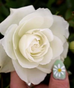 Garden Goods Direct Shrubs Iceberg Rose