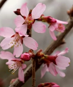 Garden Goods Direct Okame Cherry Tree Trees
