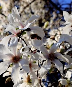 Garden Goods Direct Royal Star Magnolia