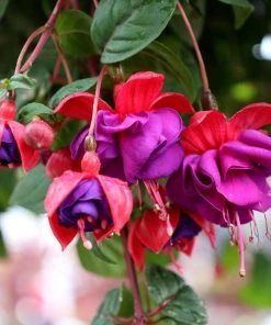Garden Goods Direct Fuchsia Dark Eyes Annuals 5 Garden Goods Direct Fuchsia Dark Eyes Annuals