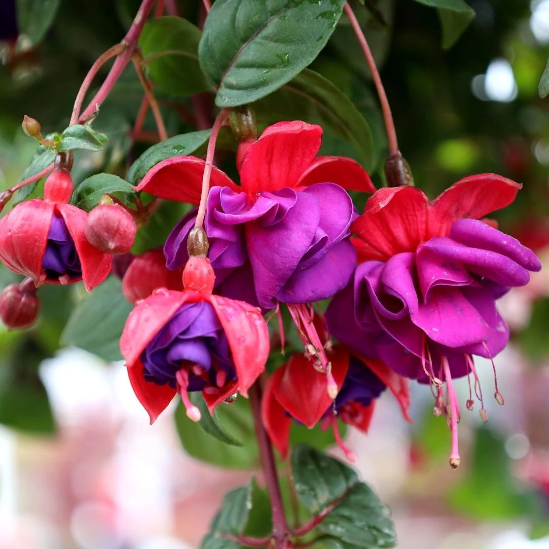 Garden Goods Direct Fuchsia Dark Eyes Annuals 3 Garden Goods Direct Fuchsia Dark Eyes Annuals