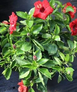 Garden Goods Direct House Plants Red Hibiscus