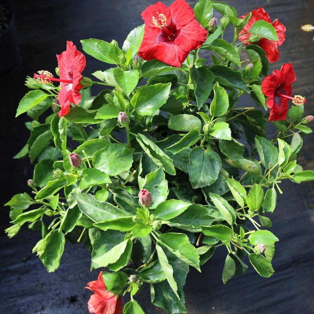 Garden Goods Direct House Plants Red Hibiscus 2 Garden Goods Direct House Plants Red Hibiscus