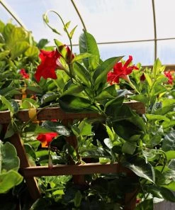 Garden Goods Direct Red Mandevilla House Plants