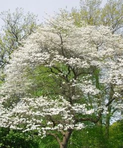 Garden Goods Direct Trees Cherokee Princess Dogwood 5 Garden Goods Direct Trees Cherokee Princess Dogwood