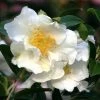 Garden Goods Direct Shrubs Camellia Setsugekka