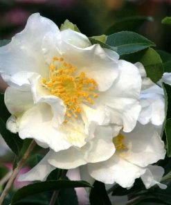 Garden Goods Direct Shrubs Camellia Setsugekka