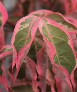 Garden Goods Direct Wolf Eyes Dogwood Trees