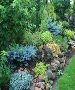 Garden Goods Direct Shrubs Globe Blue Spruce