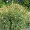 Garden Goods Direct Miscanthus Adagio