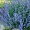 Garden Goods Direct Walkers Low Catmint