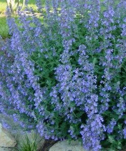 Garden Goods Direct Walkers Low Catmint