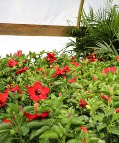 Garden Goods Direct House Plants Red Hibiscus 5 Garden Goods Direct House Plants Red Hibiscus