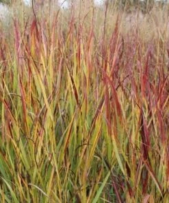 Garden Goods Direct Perennials Shenandoah Switch Grass