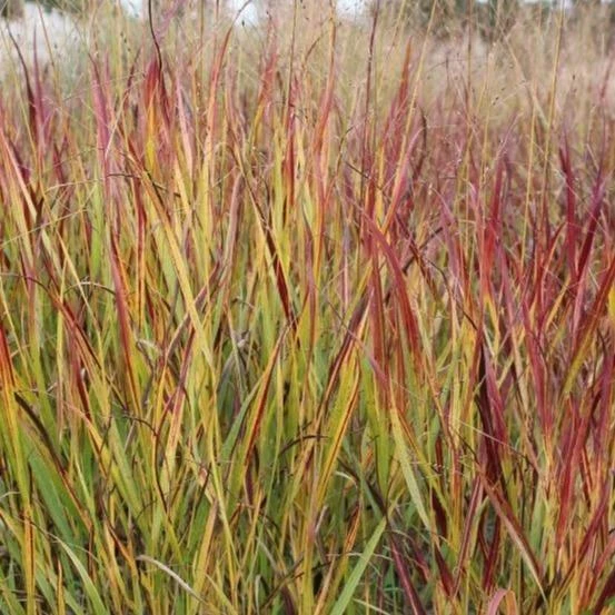 Garden Goods Direct Perennials Shenandoah Switch Grass 2 Garden Goods Direct Perennials Shenandoah Switch Grass