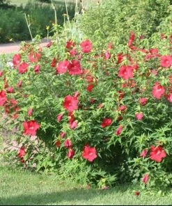 Garden Goods Direct Hibiscus Lord Baltimore Perennials