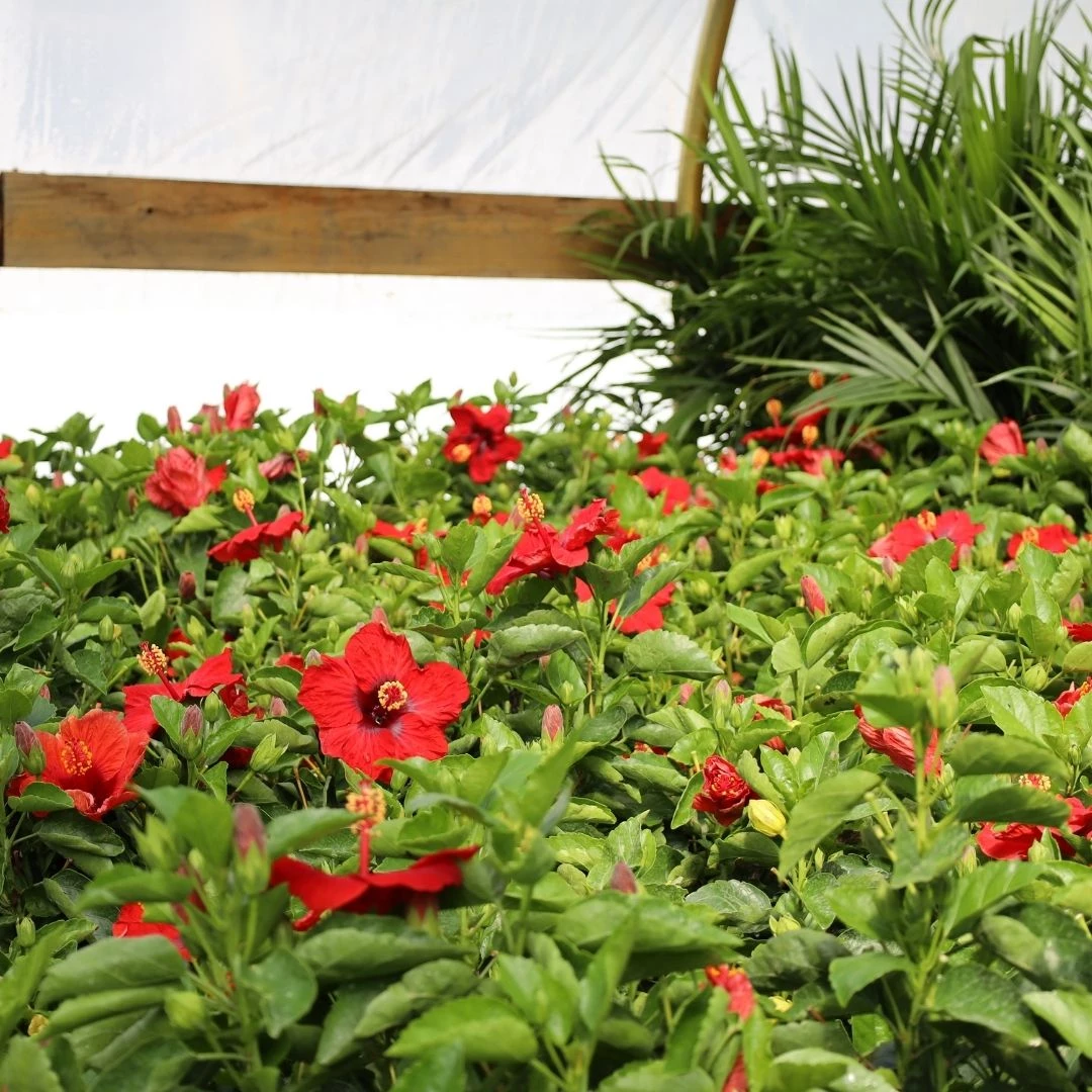 Garden Goods Direct House Plants Red Hibiscus 3 Garden Goods Direct House Plants Red Hibiscus