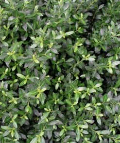 Garden Goods Direct Soft Touch Holly Shrub