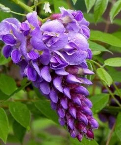 Garden Goods Direct Amethyst Falls Wisteria Vine