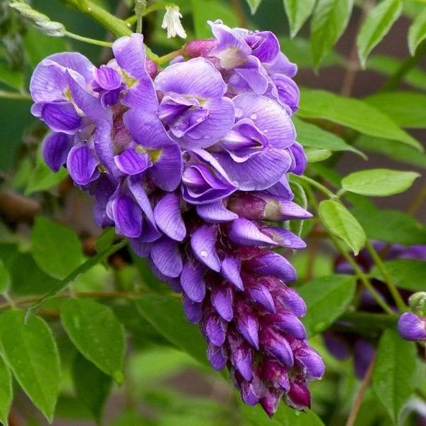 Garden Goods Direct Amethyst Falls Wisteria Vine 1 Garden Goods Direct Amethyst Falls Wisteria Vine