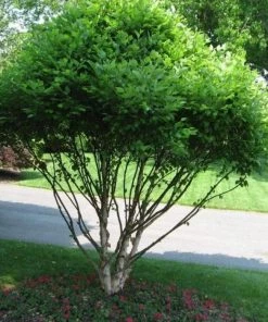 Garden Goods Direct Dwarf River Birch Little King Trees