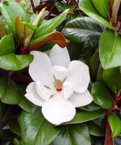 Garden Goods Direct Teddy Bear Magnolia