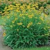 Garden Goods Direct Rudbeckia Viette's Little Suzy Perennials