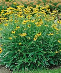 Garden Goods Direct Rudbeckia Viette's Little Suzy Perennials