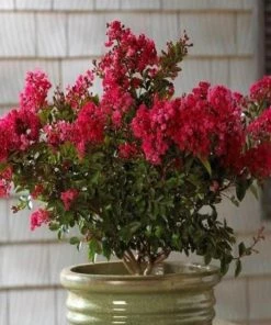 Garden Goods Direct Cherry Dazzle Crape Myrtle