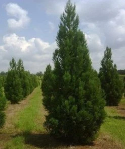 Garden Goods Direct Trees Cryptomeria Radicans