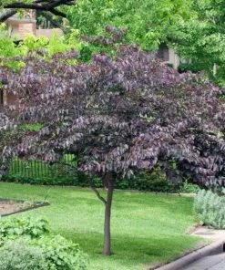 Garden Goods Direct Trees Forest Pansy Redbud