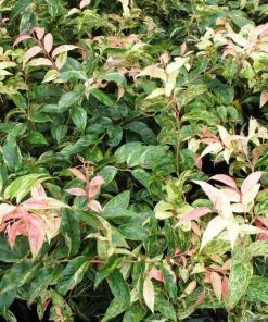 Garden Goods Direct Leucothoe Girard's Rainbow