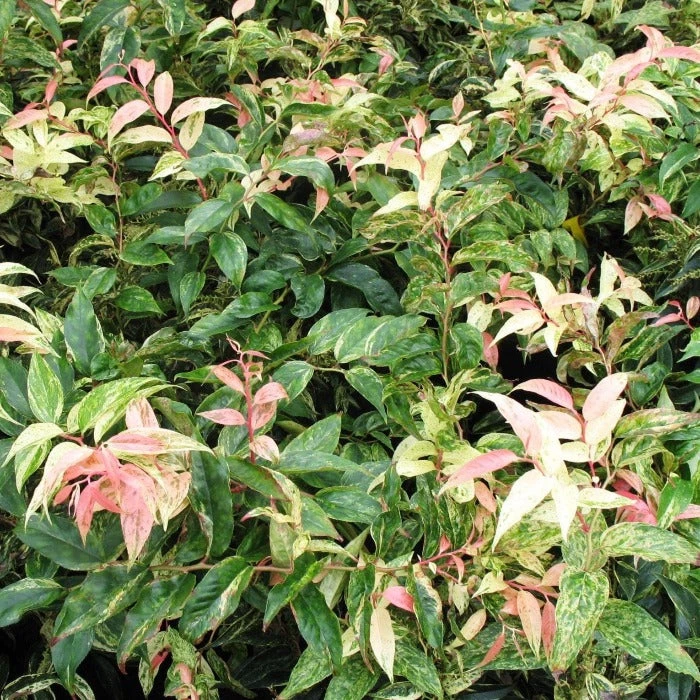 Garden Goods Direct Leucothoe Girard's Rainbow 1 Garden Goods Direct Leucothoe Girard's Rainbow