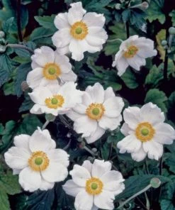 Garden Goods Direct Anemone Honorine Jobert