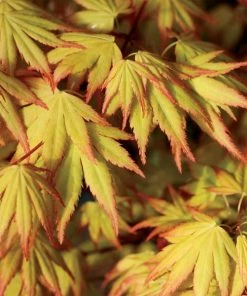 Garden Goods Direct Orange Dream Japanese Maple Trees