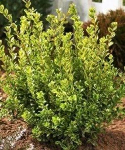 Garden Goods Direct Golden Dream Boxwood