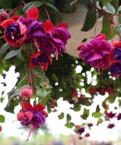Garden Goods Direct Fuchsia Dark Eyes Annuals