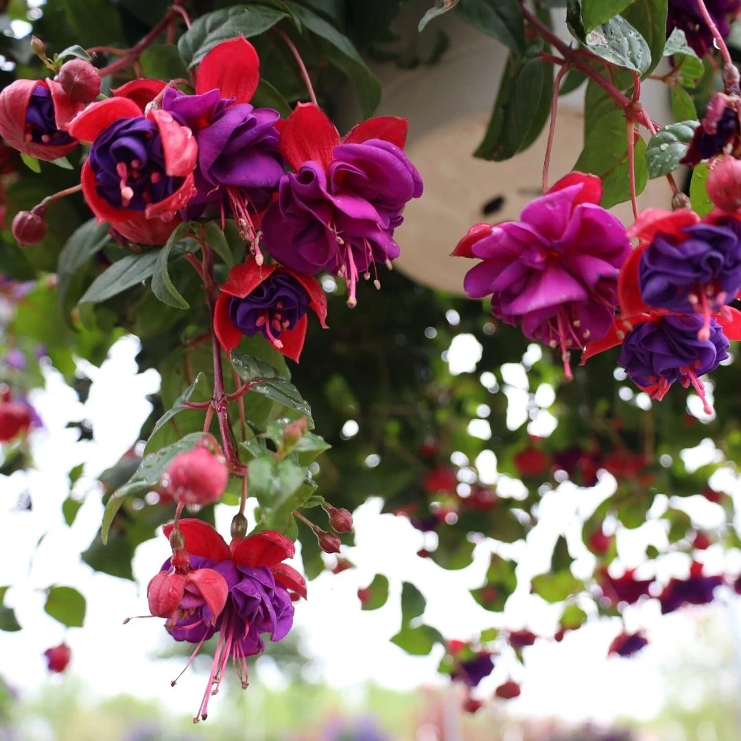 Garden Goods Direct Fuchsia Dark Eyes Annuals 2 Garden Goods Direct Fuchsia Dark Eyes Annuals