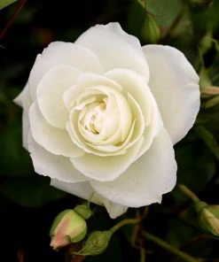 Garden Goods Direct Shrubs Iceberg Rose