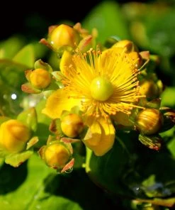 Garden Goods Direct Shrubs Hypericum Pumpkin