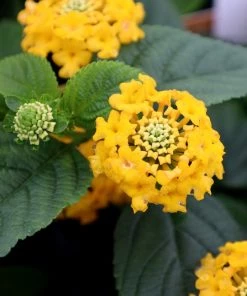 Garden Goods Direct Annuals Yellow Lantana